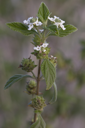 Lantana canescens