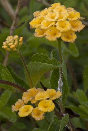 Lantana depressa