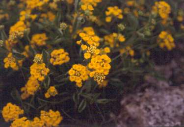 Lantana depressa