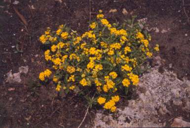 Lantana depressa