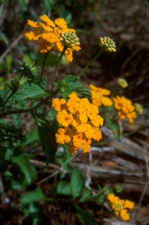 Lantana depressa