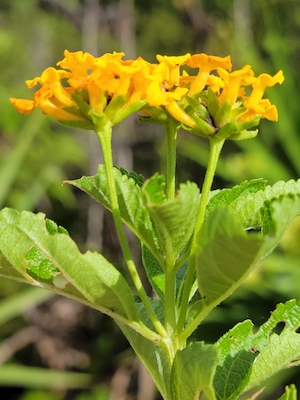 Lantana depressa