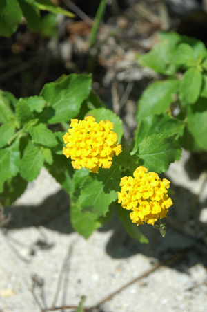 Lantana depressa