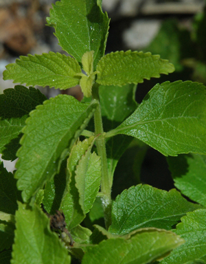 Lantana depressa