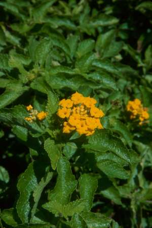 Lantana depressa