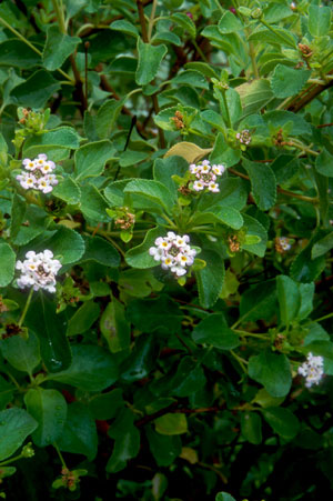 Lantana involucrata