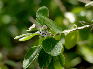 Lantana involucrata