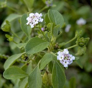 Lantana involucrata