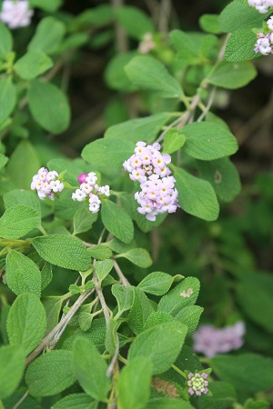 Lantana involucrata