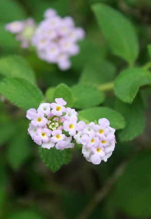 Lantana involucrata