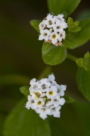 Lantana involucrata