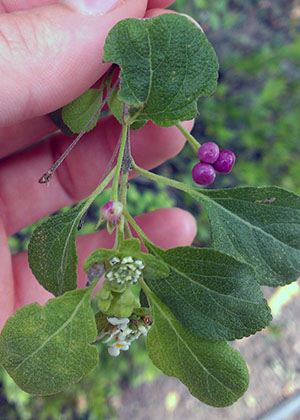 Lantana involucrata