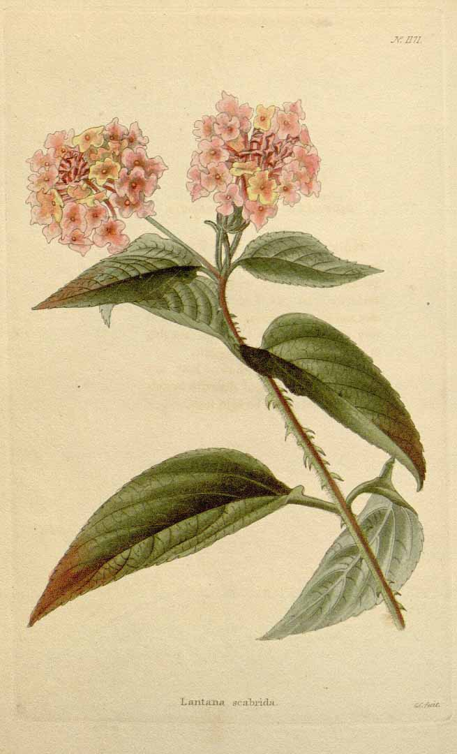 Lantana scabrida