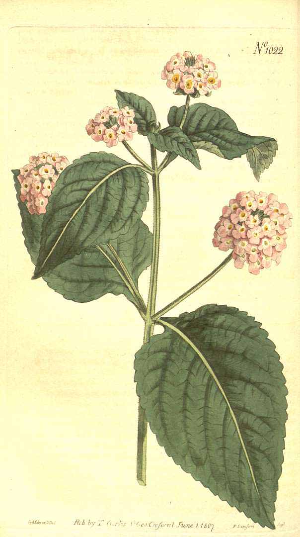 Lantana trifolia