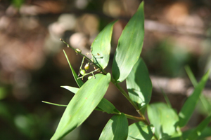 Lasiacis divaricata