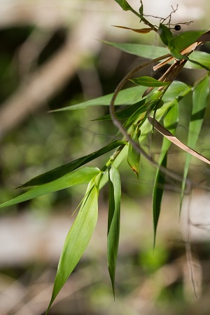 Lasiacis divaricata