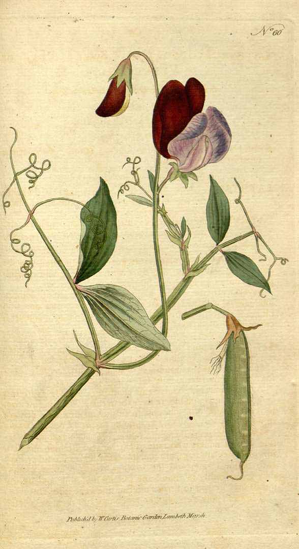 Lathyrus odoratus