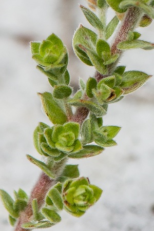 Lechea cernua