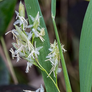 Leersia hexandra