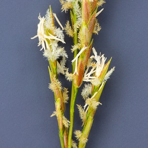 Leersia hexandra