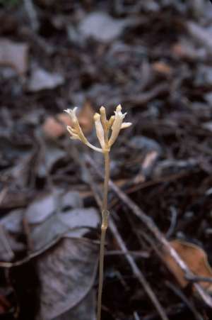 Voyria parasitica