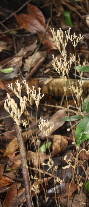 Voyria parasitica