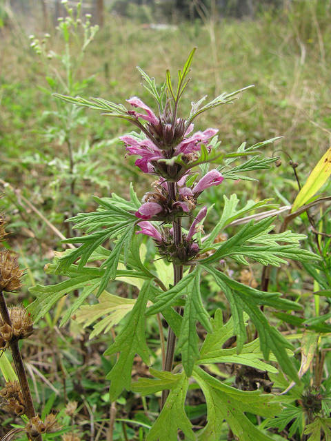 Leonurus japonicus