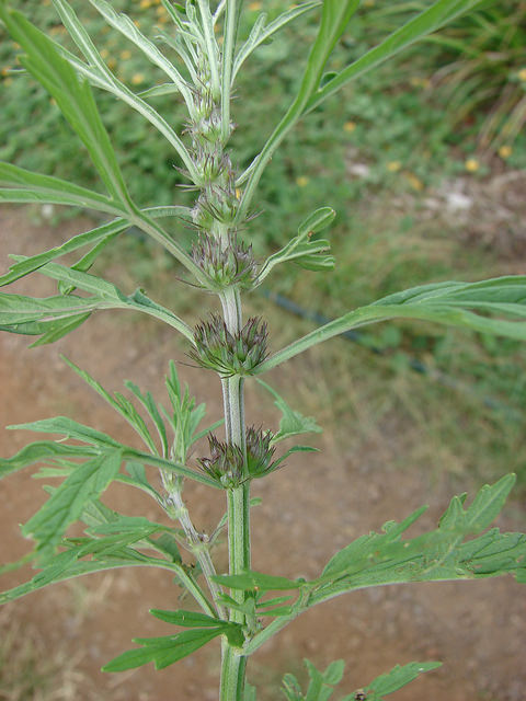 Leonurus japonicus