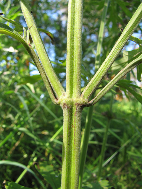 Leonurus japonicus