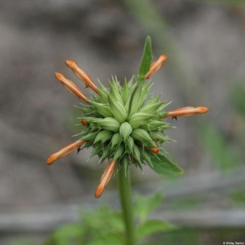 Leonotis nepetifolia