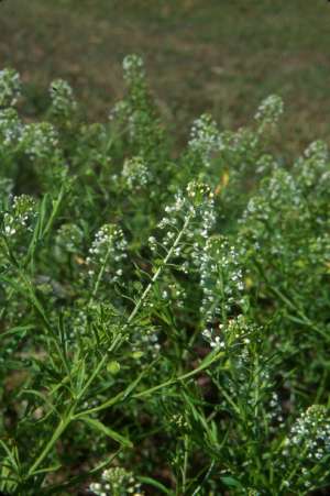 Lepidium virginicum