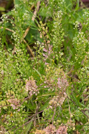 Lepidium virginicum