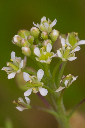 Lepidium virginicum