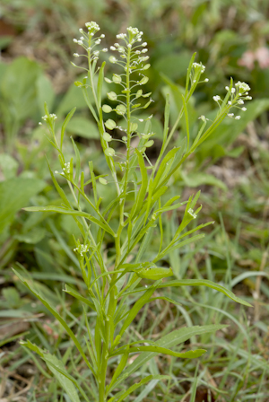 Lepidium virginicum