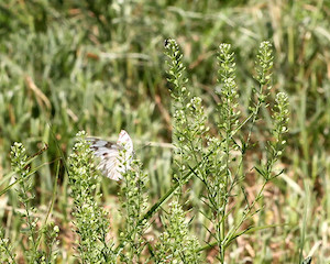 Lepidium virginicum