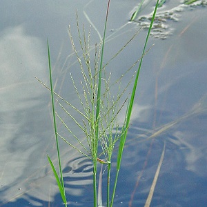 Leptochloa fusca