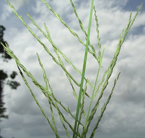 Leptochloa fusca