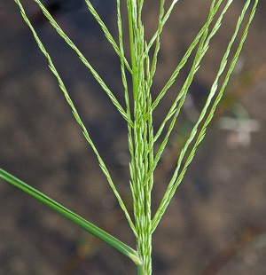 Leptochloa fusca