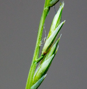 Leptochloa fusca