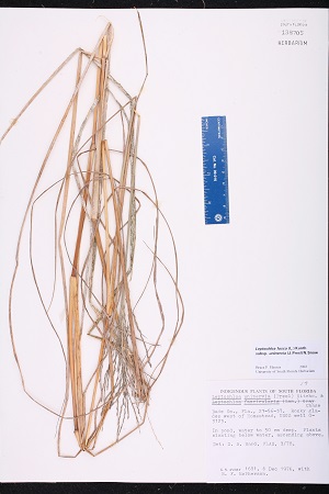 Leptochloa fusca