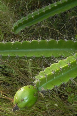 Leptocereus quadricostatus