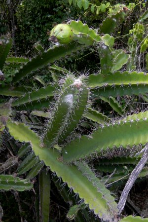 Leptocereus quadricostatus