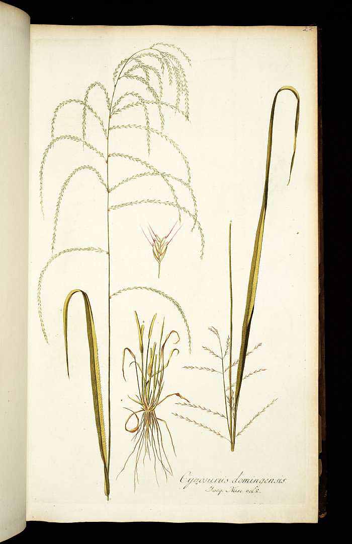 Leptochloa virgata