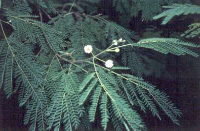 Leucaena leucocephala