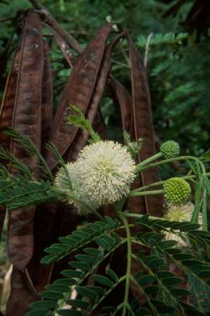 Leucaena leucocephala