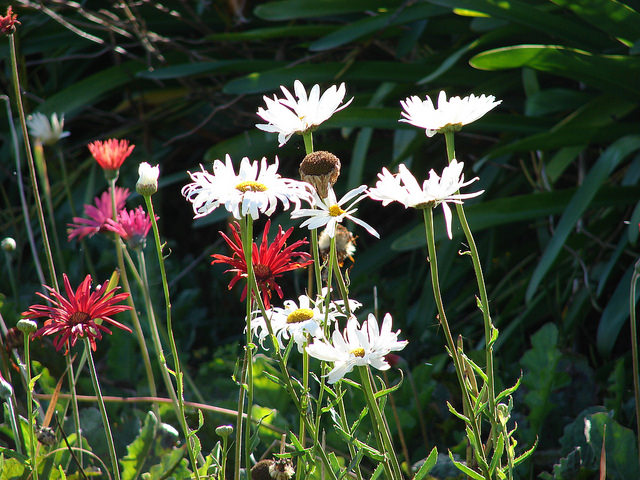 Leucanthemum maximum