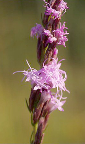 Liatris chapmanii