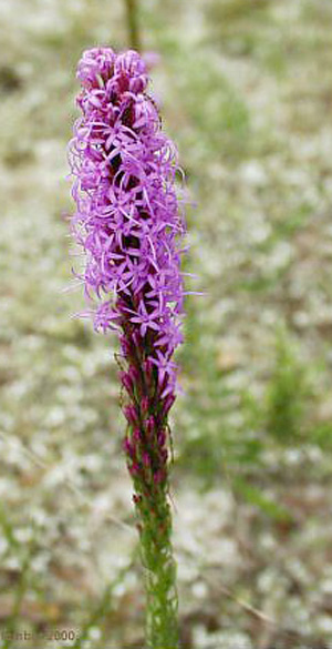 Liatris chapmanii