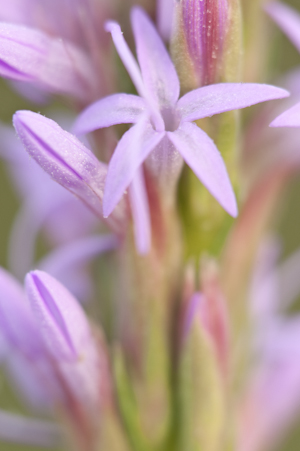 Liatris chapmanii