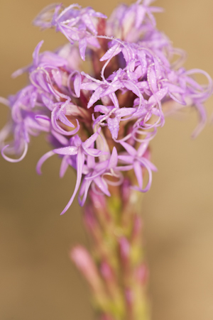 Liatris chapmanii